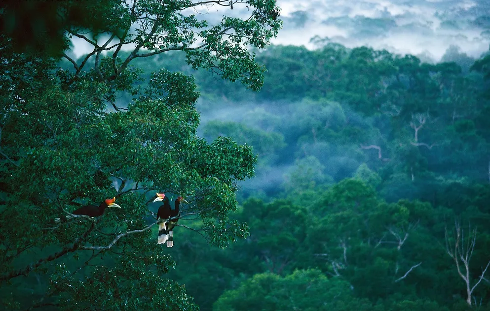 Gunung Palung National Park