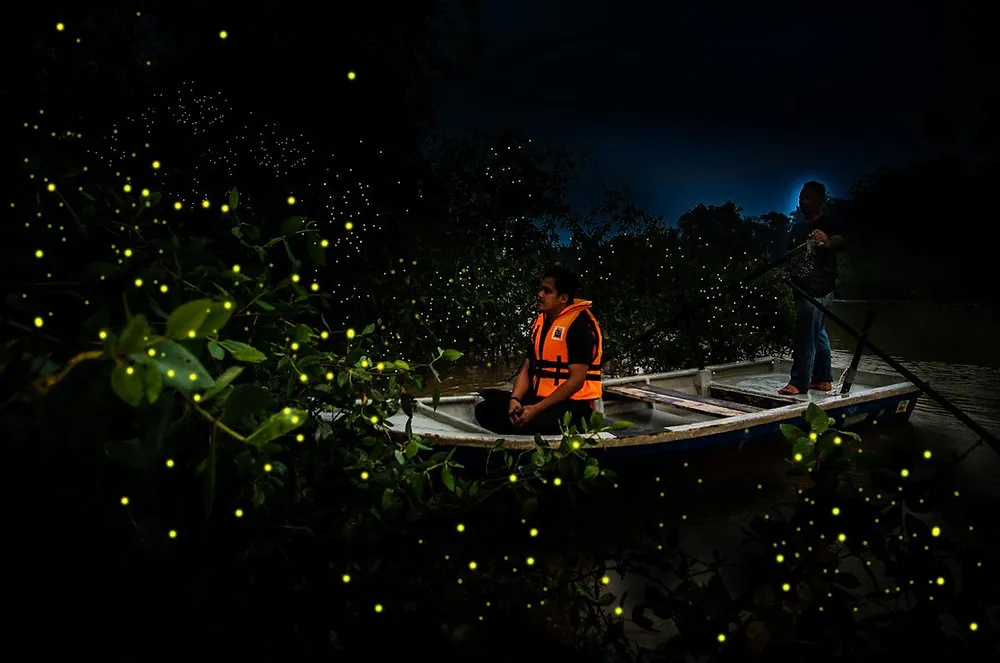 Fireflies & Night River Experience